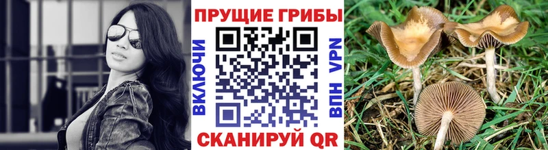 МЕГА ссылка  Канаш  Псилоцибиновые грибы мицелий 